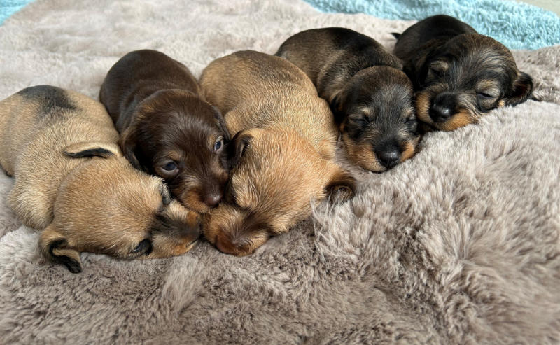 5-pups
