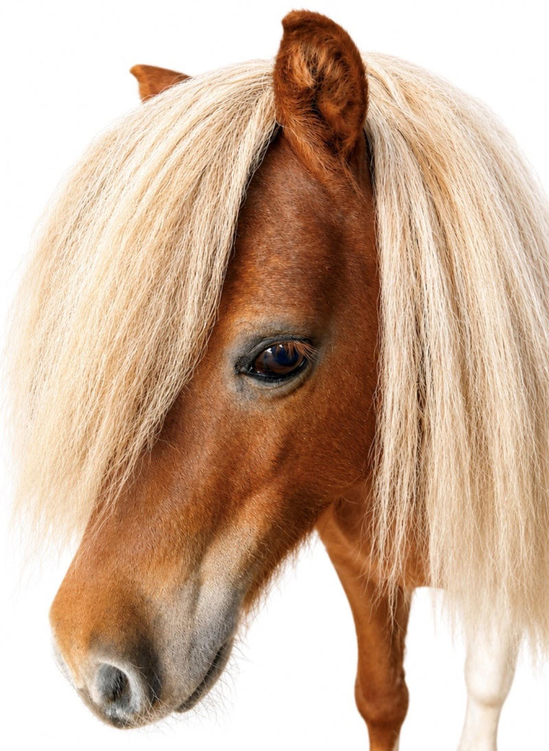 Shetland Pony